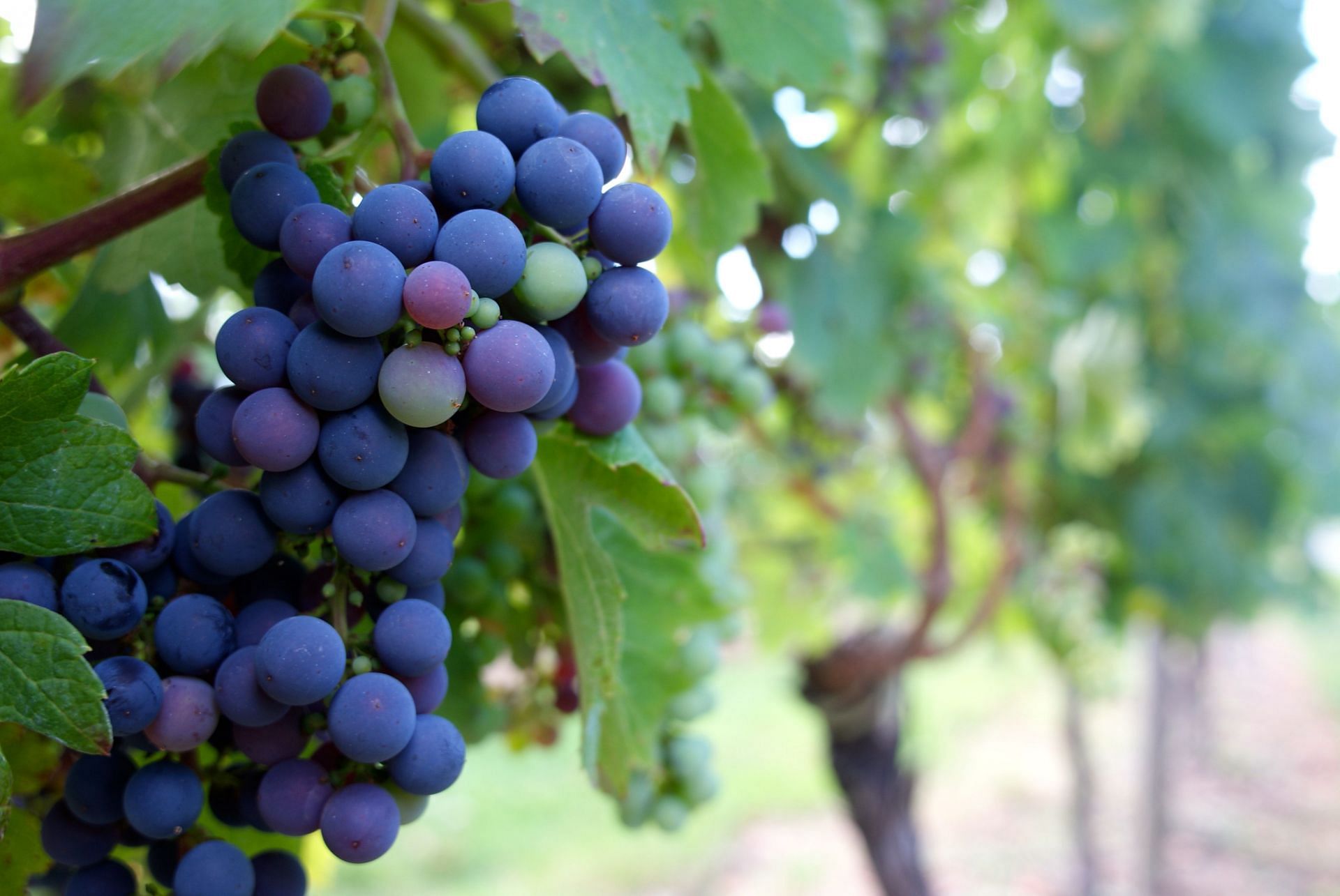 This fruit is a great source of fibre! (Image via unsplash/Henri Guerin)